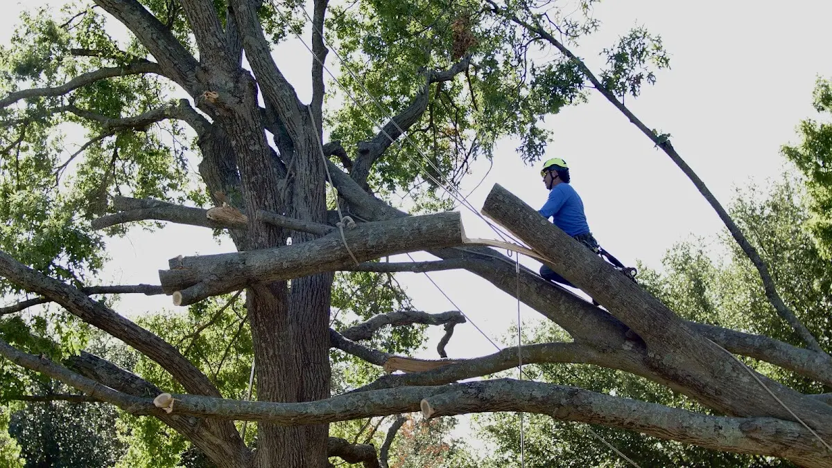 Professional Crown Thinning performed by certified arborists in Parkman